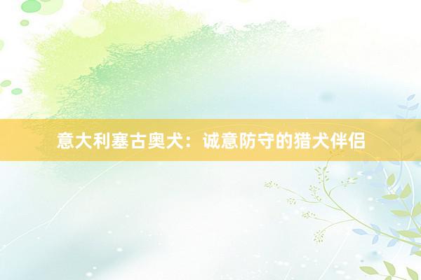 意大利塞古奥犬：诚意防守的猎犬伴侣